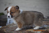 AKC Registered Pembroke Welsh Corgi Puppy For Sale Male Ronald Sugarcreek, Ohio