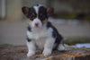 AKC Registered Pembroke Welsh Corgi Puppy For Sale Female Rosie Sugarcreek, Ohio