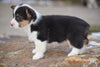 AKC Registered Pembroke Welsh Corgi Puppy For Sale Female Rosie Sugarcreek, Ohio