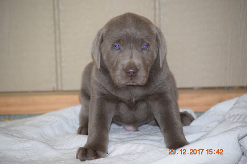 AKC Registered Silver Labrador Retriever Puppy For Sale Male Sarge Sugarcreek, Ohio