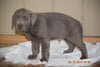 AKC Registered Silver Labrador Retriever Puppy For Sale Male Sarge Sugarcreek, Ohio