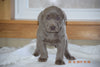 AKC Registered Silver Labrador Retriever Puppy For Sale Female Sally Sugarcreek, Ohio