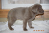 AKC Registered Silver Labrador Retriever Puppy For Sale Female Sally Sugarcreek, Ohio