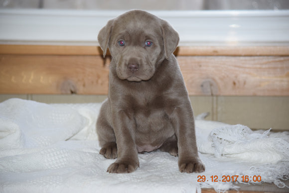 AKC Registered Silver Labrador Retriever Puppy For Sale Female Sandy Sugarcreek, Ohio