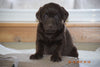 AKC Registered Chocolate Labrador Retriever Puppy For Sale Male Calvin Sugarcreek, Ohio
