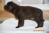 AKC Registered Chocolate Labrador Retriever Puppy For Sale Male Calvin Sugarcreek, Ohio