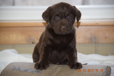 AKC Registered Chocolate Labrador Retriever Puppy For Sale Female Candy Sugarcreek, Ohio