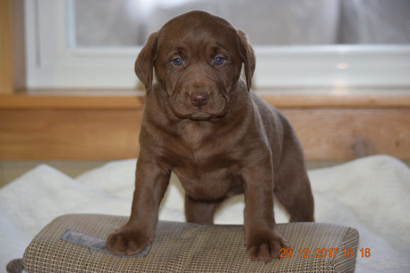 AKC Registered Chocolate Labrador Retriever Puppy For Sale Female Carrie Sugarcreek, Ohio