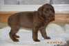 AKC Registered Chocolate Labrador Retriever Puppy For Sale Female Carrie Sugarcreek, Ohio