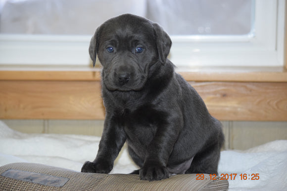 AKC Registered Black Labrador Retriever Puppy For Sale Female Grace Sugarcreek, Ohio