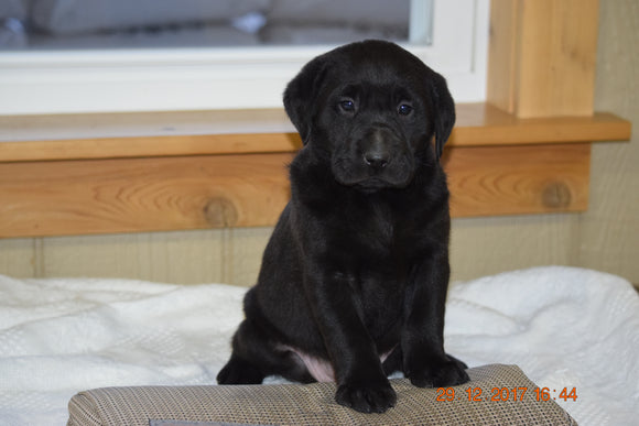 AKC Registered Black Labrador Retriever Puppy For Sale Female Bonnie Sugarcreek, Ohio