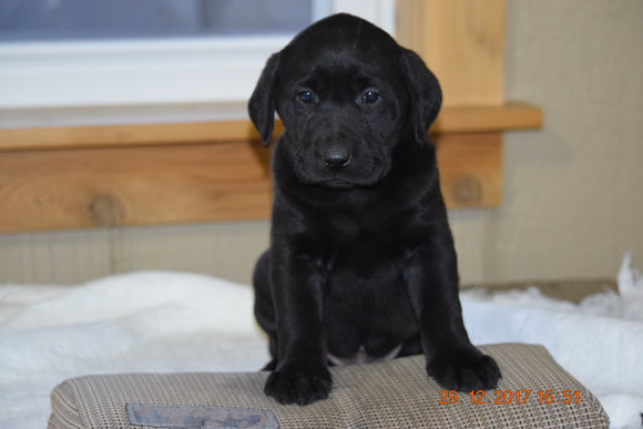 AKC Registered Black Labrador Retriever Puppy For Sale Male Barney Sugarcreek, Ohio