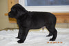 AKC Registered Black Labrador Retriever Puppy For Sale Male Barney Sugarcreek, Ohio