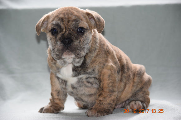 Beabull Puppy For Sale Female Susie Fredericksburg, Ohio