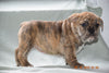 Beabull Puppy For Sale Female Susie Fredericksburg, Ohio