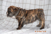 Beabull Puppy For Sale Female Sally Fredericksburg, Ohio