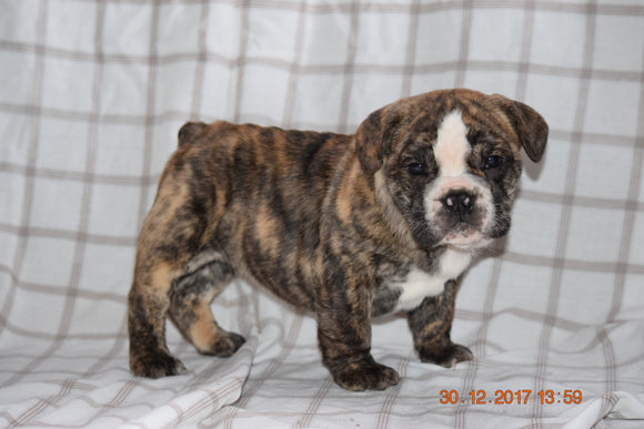 Beabull Puppy For Sale Female Sally Fredericksburg, Ohio