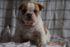 Beabull Puppy For Sale Male Jim Fredericksburg, Ohio