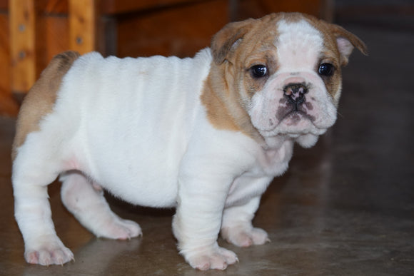 Beabull Puppy For Sale Male Jim Fredericksburg, Ohio