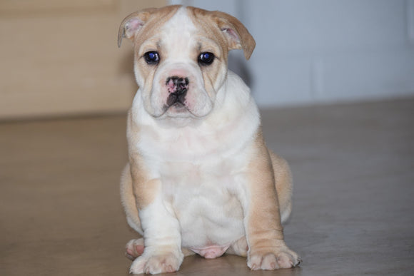 Beabull Puppy For Sale Male Rover Fredericksburg, Ohio