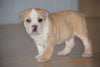 Beabull Puppy For Sale Male Rover Fredericksburg, Ohio