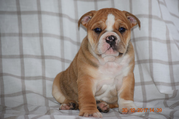 Beabull Puppy For Sale Male Henry Fredericksburg, Ohio