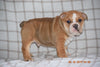 Beabull Puppy For Sale Male Henry Fredericksburg, Ohio