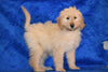 Goldendoodle Puppy For Sale Female Sarah Apple Creek, Ohio