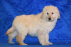 Goldendoodle Puppy For Sale Male Sam Apple Creek, Ohio