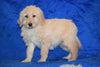 Goldendoodle Puppy For Sale Female Sally Apple Creek, Ohio