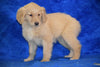 AKC Registered Golden Retriever Puppy For Sale Female Tammy Apple Creek, Ohio