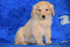 AKC Registered Golden Retriever Puppy For Sale Male Toby Apple Creek, Ohio