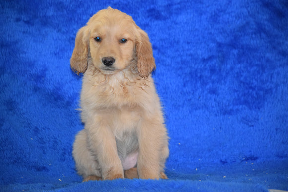 AKC Registered Golden Retriever Puppy For Sale Male Todd Apple Creek, Ohio