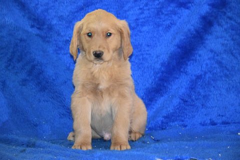 AKC Registered Golden Retriever Puppy For Sale Male Tex Apple Creek, Ohio