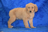 AKC Registered Golden Retriever Puppy For Sale Male Tex Apple Creek, Ohio