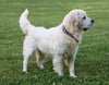 AKC Registered English Cream Golden Retriever For Sale Fredericksburg, OH Male- Leo