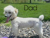 F1 Mini Labradoodle For Sale Dundee, OH Male- Toby