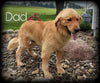 AKC Registered Golden Retriever For Sale Wooster, OH Female- Biscuit