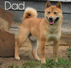 AKC Registered Shiba Inu For Sale Dundee, OH Female- Allie