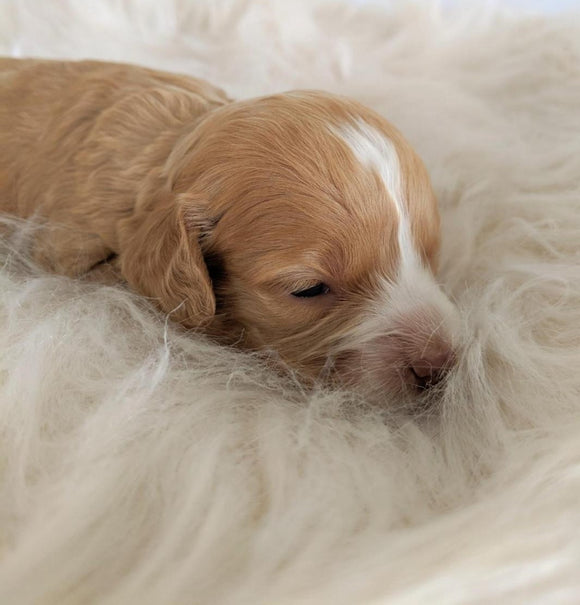 Cockapoo Puppy For Sale Dundee, OH Female- Daisy