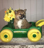 AKC Registered Shiba Inu For Sale Dundee, OH Female- Daisy