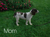 Standard Sheepadoodle For Sale Baltic, OH Female- Daisy