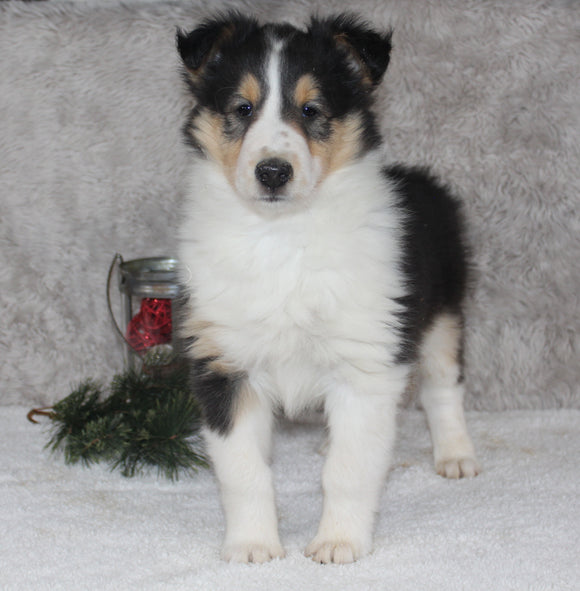 AKC Registered Collie (Lassie) For Sale Fredericksburg, OH Female- Daisy