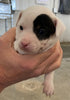 Rat Terrier Puppy For Sale Tampico, Illinois Female- Daisy