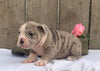 OIEBA Registered Olde English Bulldog For Sale Adamsville, OH Female- Daisy