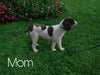 Standard Sheepadoodle For Sale Baltic, OH Female- Missy