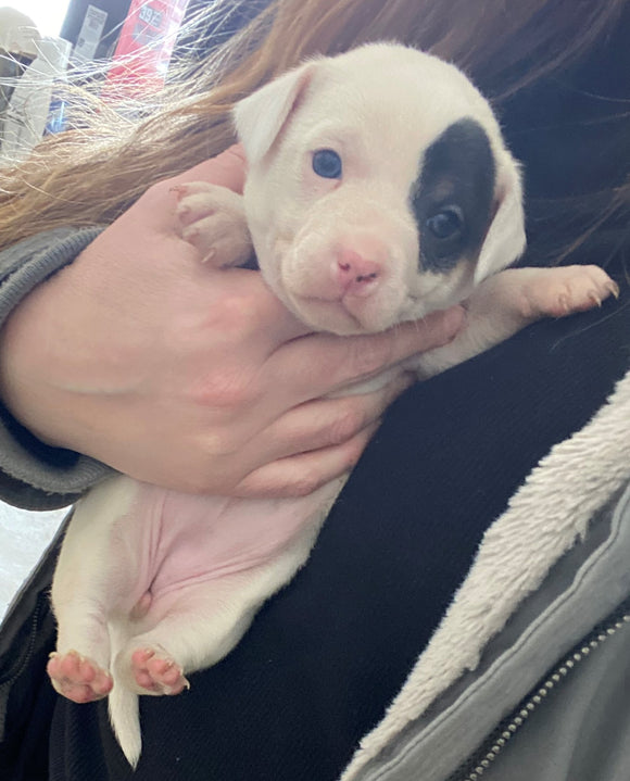 Rat Terrier Puppy For Sale Tampico, Illinois Female- Daisy