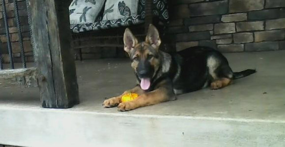 AKC Registered German Shepherd For Sale Millersburg OH Female- Daisy