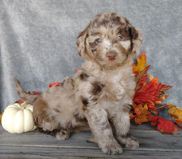 F1B Medium Labradoodle For Sale Millersburg, OH Female- Daisy