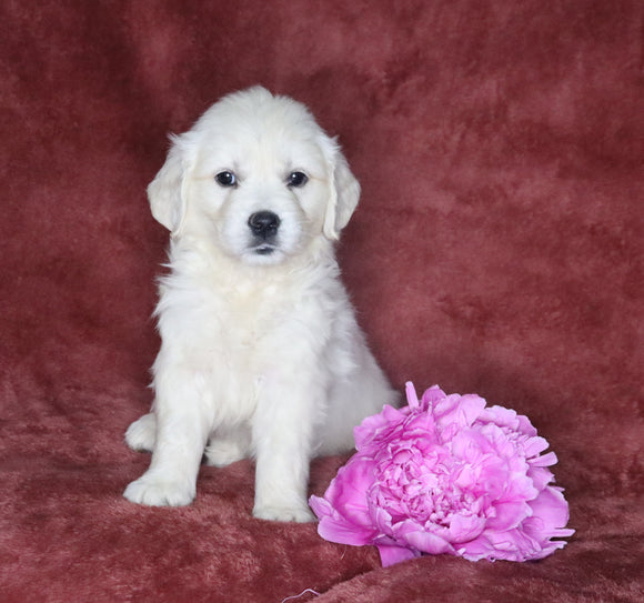 AKC Registered English Cream Golden Retriever For Sale Fredericksburg, OH Female- Daisy